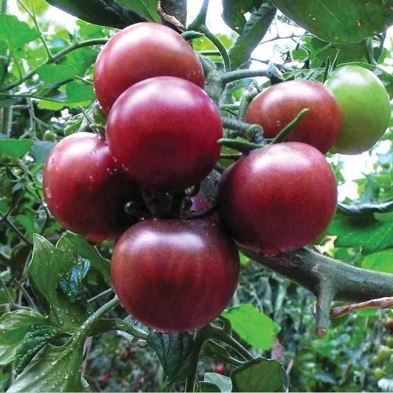 【蔬菜种子 黑番茄种子 10包装 蔬菜水果种子