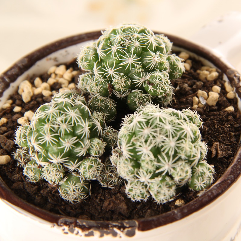 【津沽园艺 多肉植物 白鸟种植套餐 含盆土 小仙