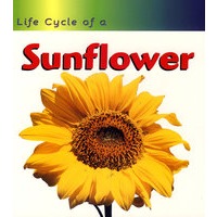 向日葵Sunflower