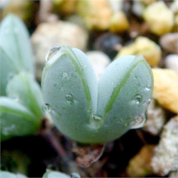 多肉植物套餐 鹿角海棠2棵装 多肉植物专用土1包 熏波