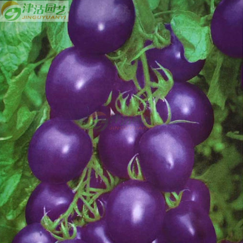 【津沽园艺 紫番茄种子 1包 紫圣果番茄品种 菜