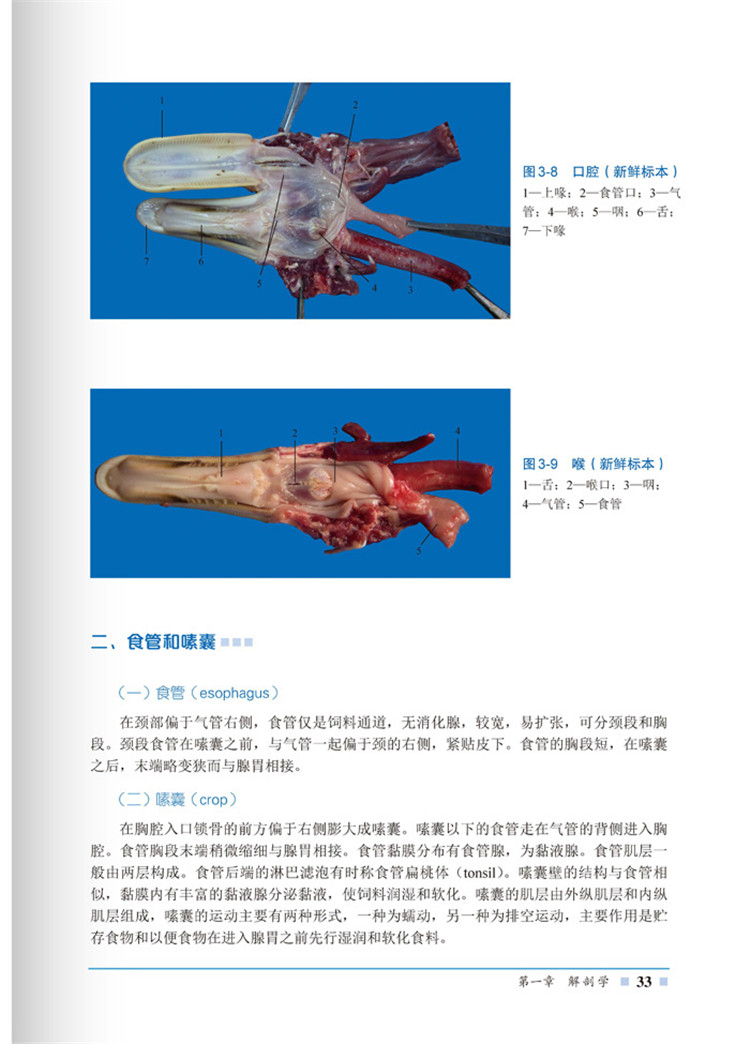 《满66包邮》 鸭解剖组织彩色图谱 李健,郁川,张旻 9787122253637