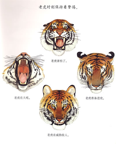 动物类:老虎——第一次发现丛书透视眼系列