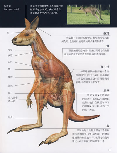 书本科技馆-透视科技-动物世界1-1