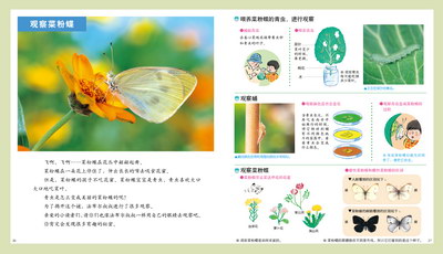 插图