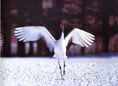 正版童书〃鹤:<em>羽衣仙子</em>(动物星球3D科普书)--3