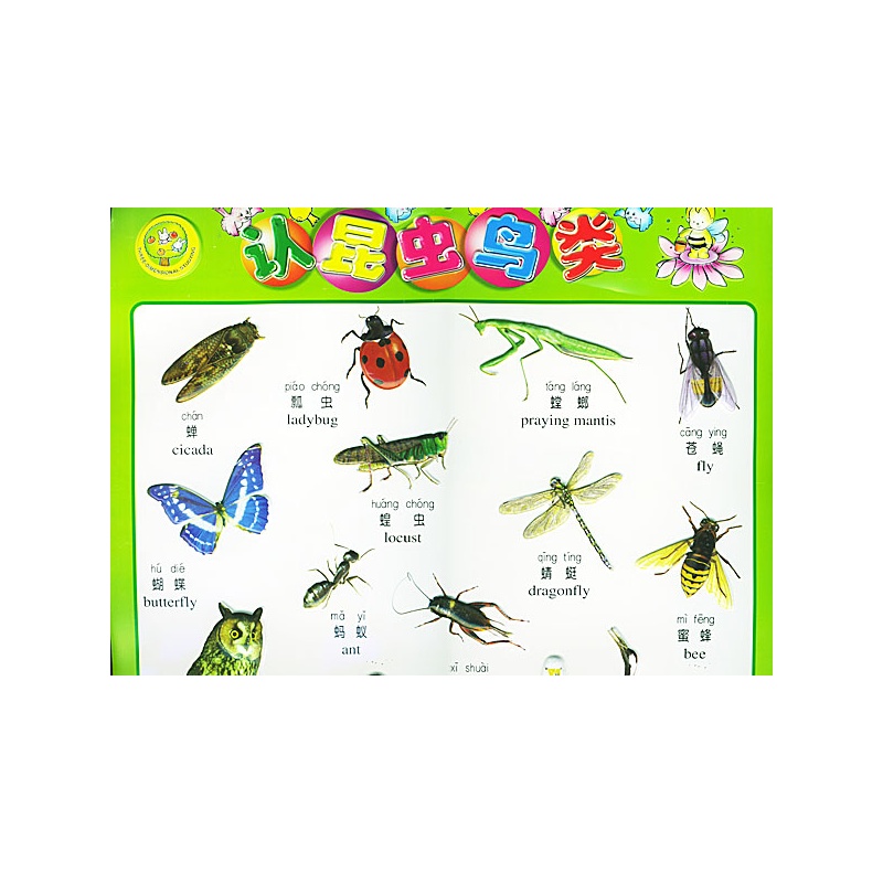 认昆虫鸟类(注音版)凹凸版少儿挂图
