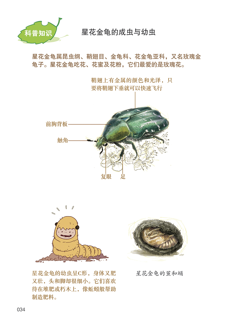 酷虫学校科普漫画系列6爱惹麻烦的玫瑰金龟子