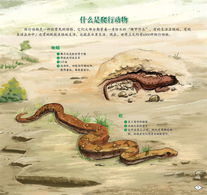 动物的一生 央美阳光 绘 化学工 编辑推荐 一套震撼心灵的唯美绘本