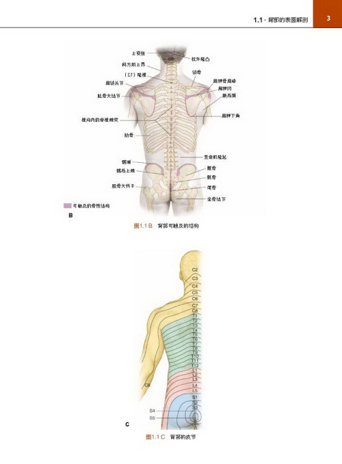 背部解剖分区图片