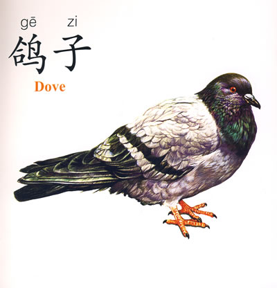 的…… 目錄: 鸚鵡 鳥 鴿子 鴕鳥 孔雀